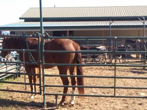 Three year old mare at her first ranch clinic fall of 2013.