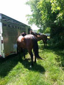 Client Horses At A Barrel Race