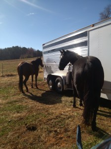Barrel racing in January 
