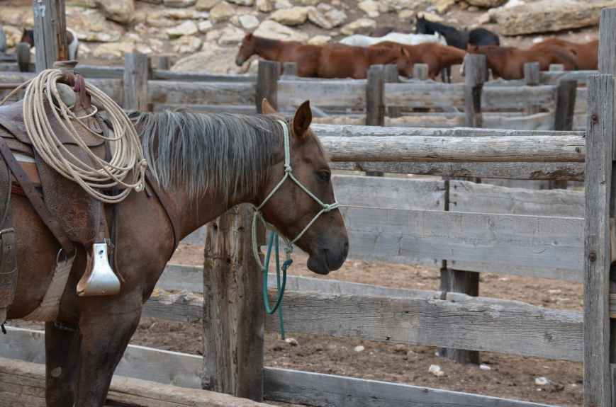 brown horse inside wooden fence